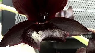 ORCHID CARE Monnierara Millenium Magic Witchcraft LARGE BLACK ORCHID IN FULL BLOOM [upl. by Cerelia20]