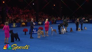 National Dog Show 2024 Best in Show Full Judging  NBC Sports [upl. by Attenra285]