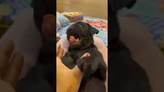 Black pug puppies available for sale contact ankush dog kenal Pratapgarh puppy cute shorts [upl. by Gaves]