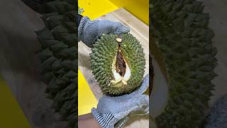 DURIAN DURI HITAM durian duriandurihitam masduren [upl. by Lemmueu]