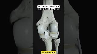 Anterior amp Posterior Cruciate Ligaments anatomyphysiology anatomy humananatomy anatomytuition [upl. by Elora]