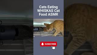 Cats Eating WHISKAS Cat Food ASMR WHISKAS asmr catasmr shortsvideo [upl. by Zandra]