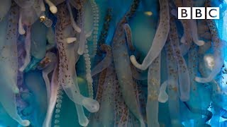 The deadly tentacles of the Portuguese man o war  Blue Planet II  BBC One [upl. by Eiddal]