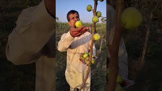 अफगान गोल्डन अंजीर fig अंजीर organicfarming [upl. by Niram]