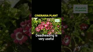 Cineraria plant care Fertilizer amp Deadheading in Cineraria shorts cineraria floweringplants [upl. by Chil233]