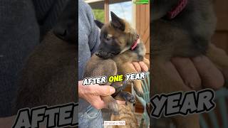 Puppy k9 🔥🔥🔥 dog k9trainer pets puppy dogtraining belgiummalinois germanshepherd [upl. by Drofnil]