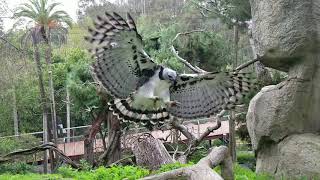 Harpy Eagle Soars in Slow Motion [upl. by Gweneth]