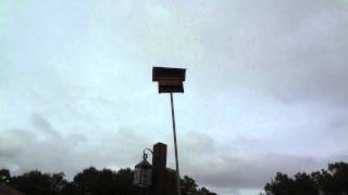 Bat house at Fort Wilderness Campground [upl. by Carmon]