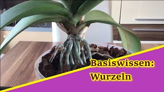 Basiswissen Was weisst Du über Wurzeln an Phalaenopsis [upl. by Burner606]