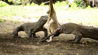 Komodo Dragons Devouring Billy Goat [upl. by Eceertal]