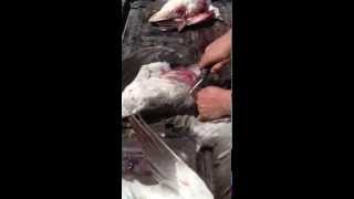 How to Clean a Snow Goose in 10 Seconds [upl. by Annagroeg]