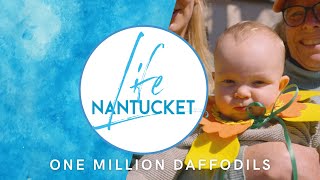 Nantucket Life One Million Daffodils 50422 [upl. by Enisamoht365]