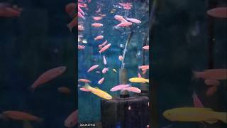 Zebra fishe zebrafish aqurium fish fishlover foryou sort viralvideo trending hit big [upl. by Dicks]