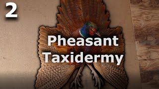 Trophy TurkeyPheasant WallDisplay  Tutorial 2 [upl. by Rentsch]