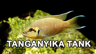 Tanganyika Tank HD [upl. by Brocklin]