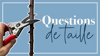 Taille des rosiers pour débutants 10 questionsréponses [upl. by Aile233]