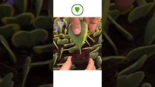 6 plants grown from leaves Which plants can be grown from leaves [upl. by Milford]