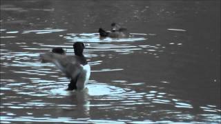 Migrating Ducks at Dusk  Sims Park Suwanee Georgia [upl. by Cherilyn]