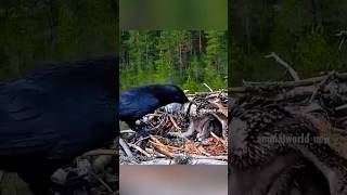 crow attack the eagle baby 😱😱crow vs eagle 🦅bird slowed birdking crowlovers elephantbird 😱😱😱🥺 [upl. by Agretha857]