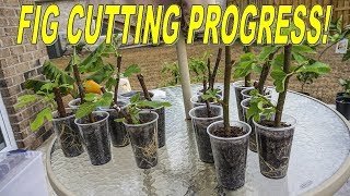 Fig Cuttings Update AMAZING Progress In Under 2 Months [upl. by Otrevire991]