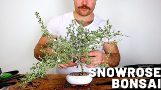 Snow Rose Bonsai  Serissa Bonsai  Bonsai for Beginners [upl. by Umberto]