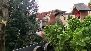 Eurasian Jay is going for Nuts [upl. by Nnylyaj]