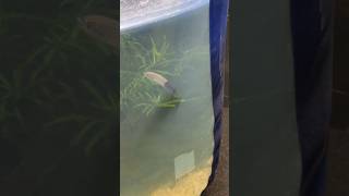 The Craziest killifish I have ever Kept Epiplatys Lamottei rare fish aquarium [upl. by Aramot]