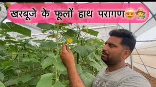 Hand pollination muskmelon plant in polyhouseखरबूजे के फूलों का परागणmuskmelon pollinations [upl. by Yerroc]