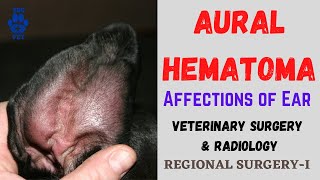 Aural Hematoma in DogsAffections of EarVSR [upl. by Mackintosh260]