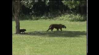 3rd Sumatran Tiger Release [upl. by Hosbein350]