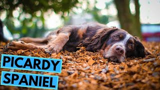 Picardy Spaniel  TOP 10 Interesting Facts [upl. by Jordanson]