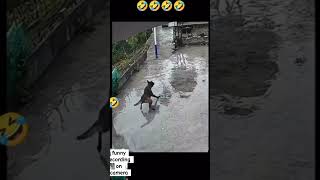 capture on CCTV camera 🤣 funny cctv world youtubeshorts foryou [upl. by Dhruv]