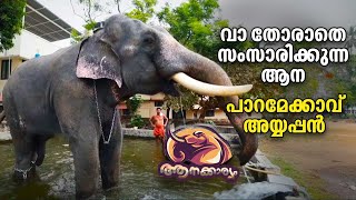 EP 12  വാ തോരാതെ സംസാരിക്കുന്ന ആന പാറമേക്കാവ് അയ്യപ്പൻ  Paramekkavu Ayyappan  Aanakkaryam [upl. by Flinn91]