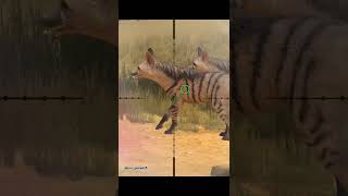 Aardwolf hunt  Namibia  hunting clash  shorts [upl. by Ravahs178]