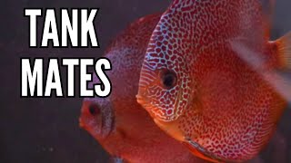 Top 10 Tank Mates for Discus Fish [upl. by Lebasile]