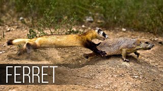 FERRET in Action Facts about Fast and agile Ferret terrifies snakes rabbits and squirrels [upl. by Dinnage]