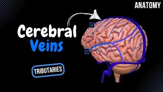 Cerebral Veins Deep amp Superficial  Diploic and Emissary Veins  Anatomy [upl. by Secor]