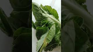 PORTUGUESE CABBAGE RUBY UK shorts gardening garden [upl. by Manly]