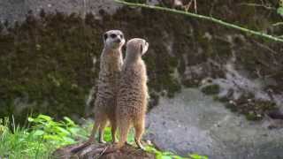 De stokstaartjes worden opnieuw gesekst  Burgers Zoo Natuurlijk  Arnhem [upl. by Notfilc]