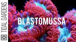 A secret crush on Blastomussa Pineapple Corals [upl. by Asertal126]