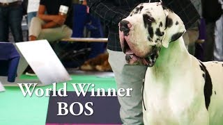 World Dog Show 2018 Great Danes Champion Class HarleBlack [upl. by Ilesara845]