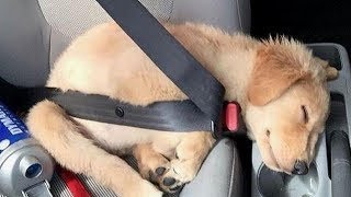 Funniest Golden Retriever PUPPIES will make you LAUGH ALL DAY 😁 Funniest Animal Videos [upl. by Bartle]