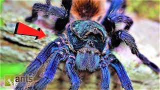 Worlds Most Beautiful Tarantula in Peril [upl. by Maillliw]