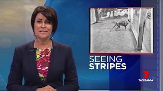 Seeing Stripes Tasmanian Tiger sightings  News Report [upl. by Yot]