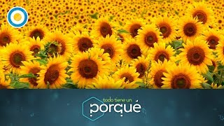 ¿Por qué giran los girasoles 3 de 3  Todo tiene un porqué [upl. by Gonick535]