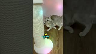 Silver Abyssinian Why 😼cat abyssinian funnyanimals pets funnycats shots capcut petslife [upl. by Jacquie465]