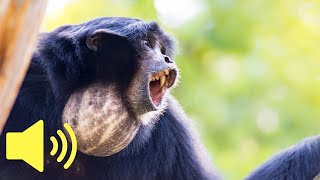 What does a Monkey sound like Siamang Ape  Animal Sounds [upl. by Atinel]