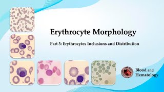 Erythrocyte morphology  part 3 Erythrocytes Inclusions and Distribution [upl. by Keely224]