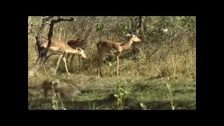 Arte Documentaire  Un Magnifique Documentaire Sur Les Leopards  Documentaire Choc 2016 [upl. by Annayehc564]