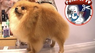 PELUQUERÍA CANINA Pomerania arreglo y uso cosméstica Iv San Bernard por Mª JOSÉ GUERRERO [upl. by Mieka]